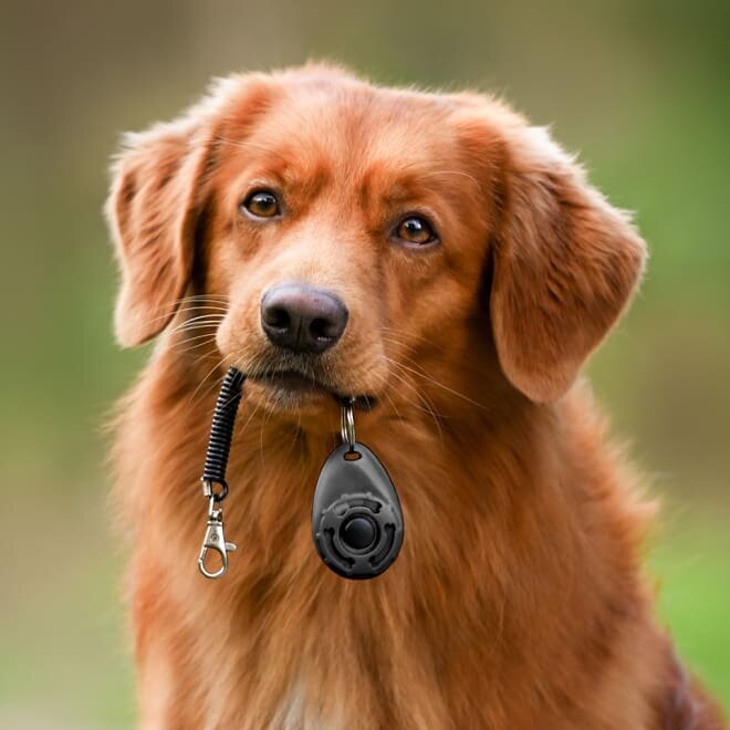 PuppyBark image